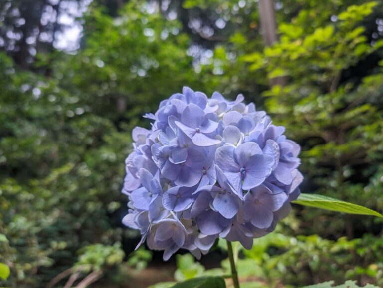 初夏の癒しの時間